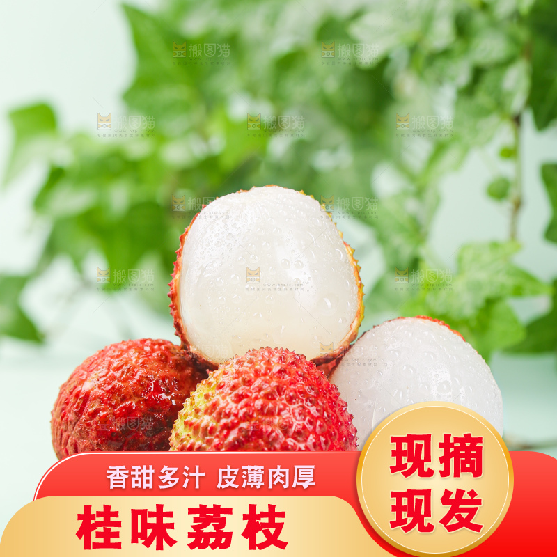 浅底上的桂味荔枝