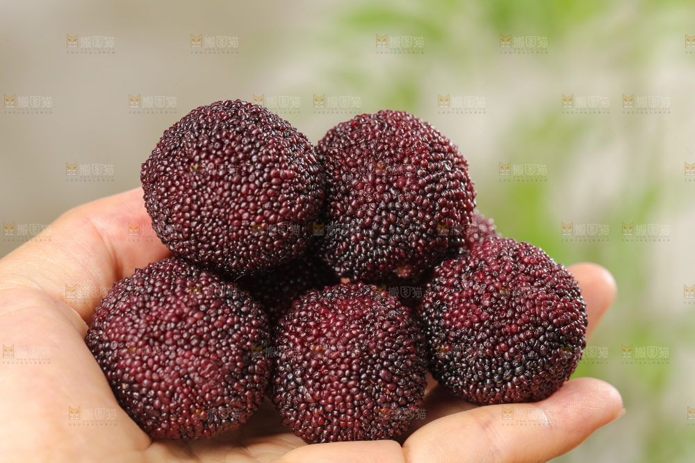 木底上的新鲜杨梅