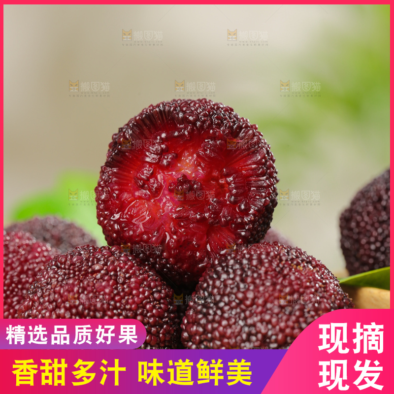 木底上的仙居杨梅