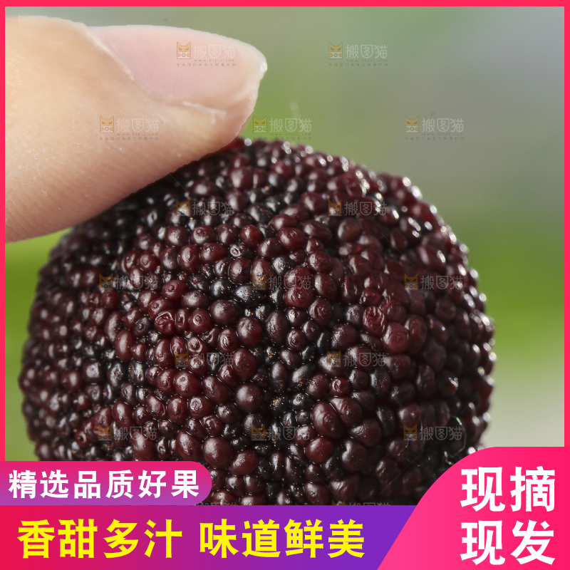 深底上的新鲜杨梅