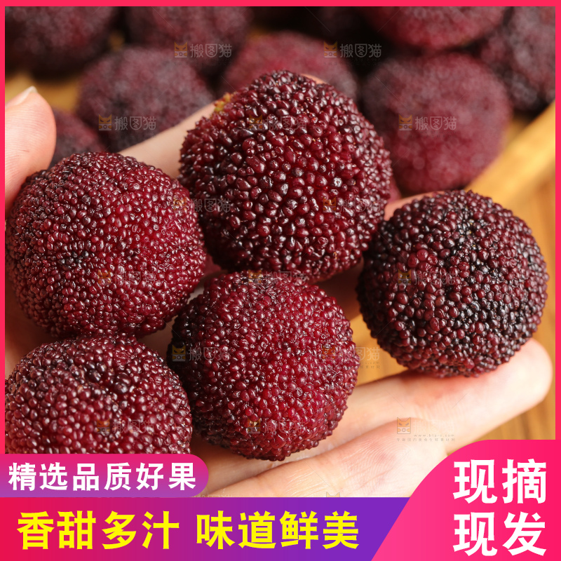 木底上的仙居杨梅