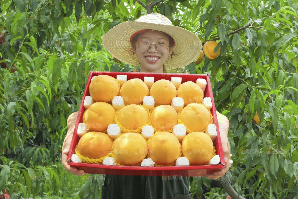 手里拿着锦绣黄桃