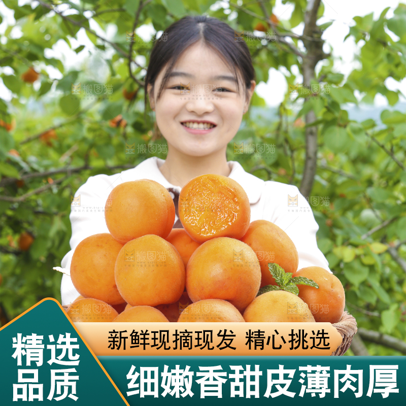 手里拿着新疆大黄杏
