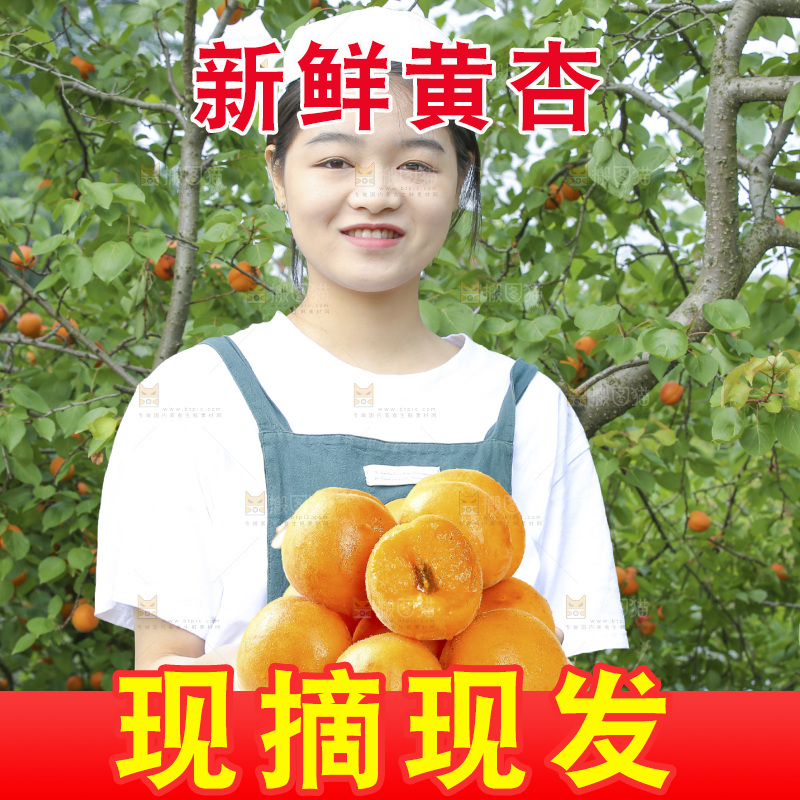 手里拿着新疆大黄杏