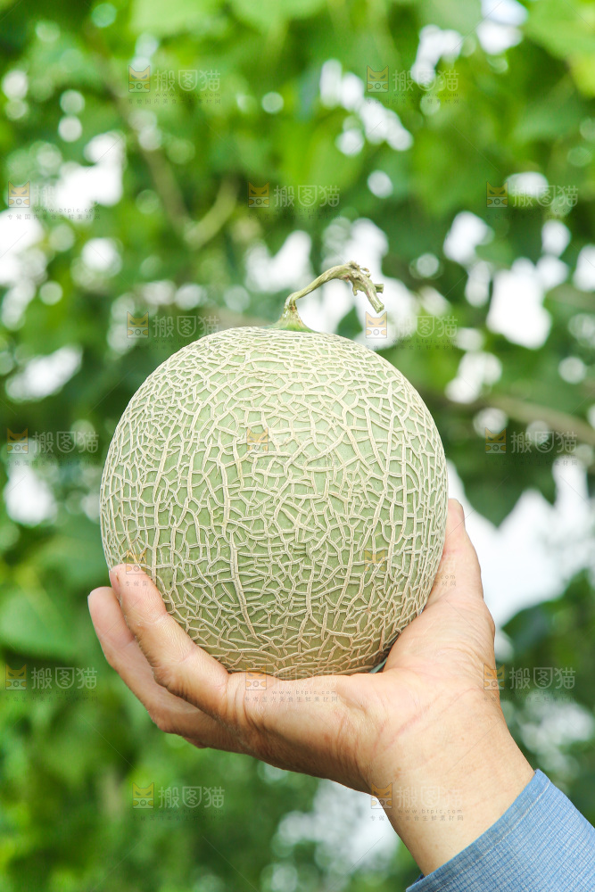手里拿着玫珑蜜瓜