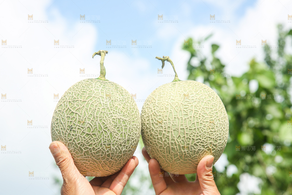 手里拿着玫珑蜜瓜