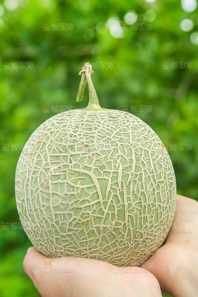 手里拿着玫珑蜜瓜