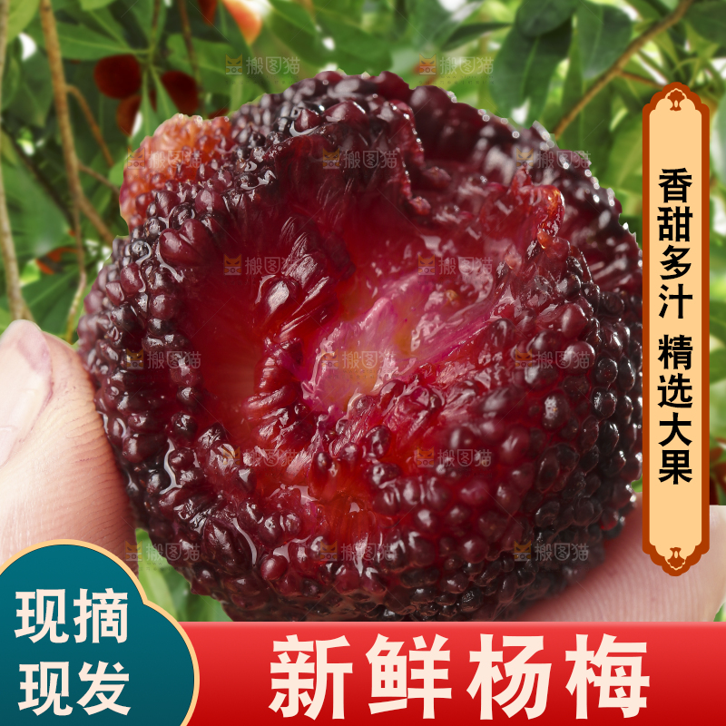 手里拿着新鲜杨梅