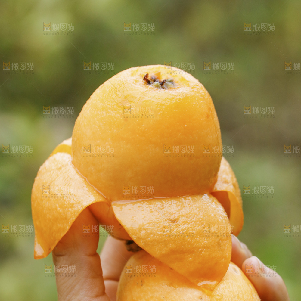 枇杷