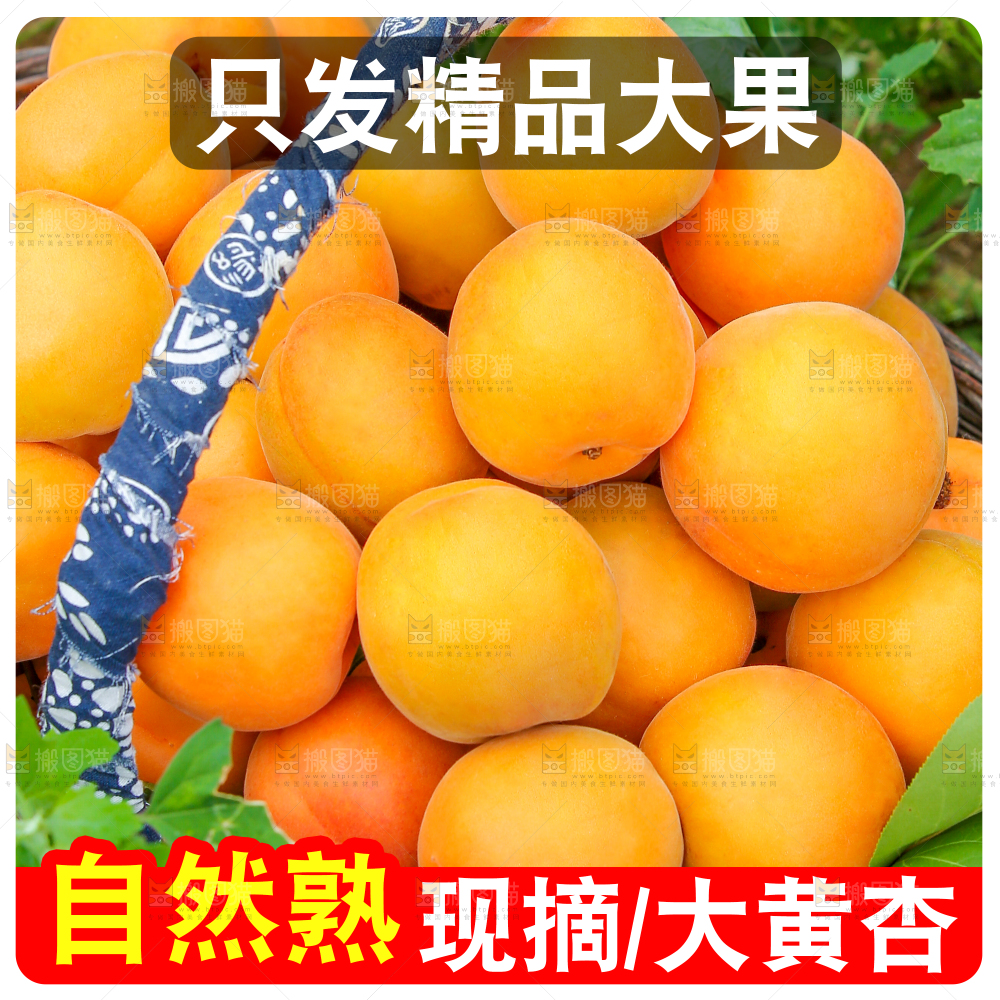 大黄杏主图