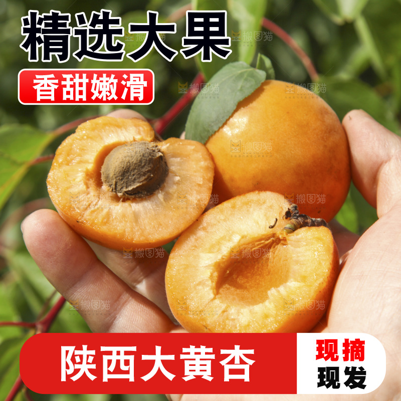 手里拿着大黄杏