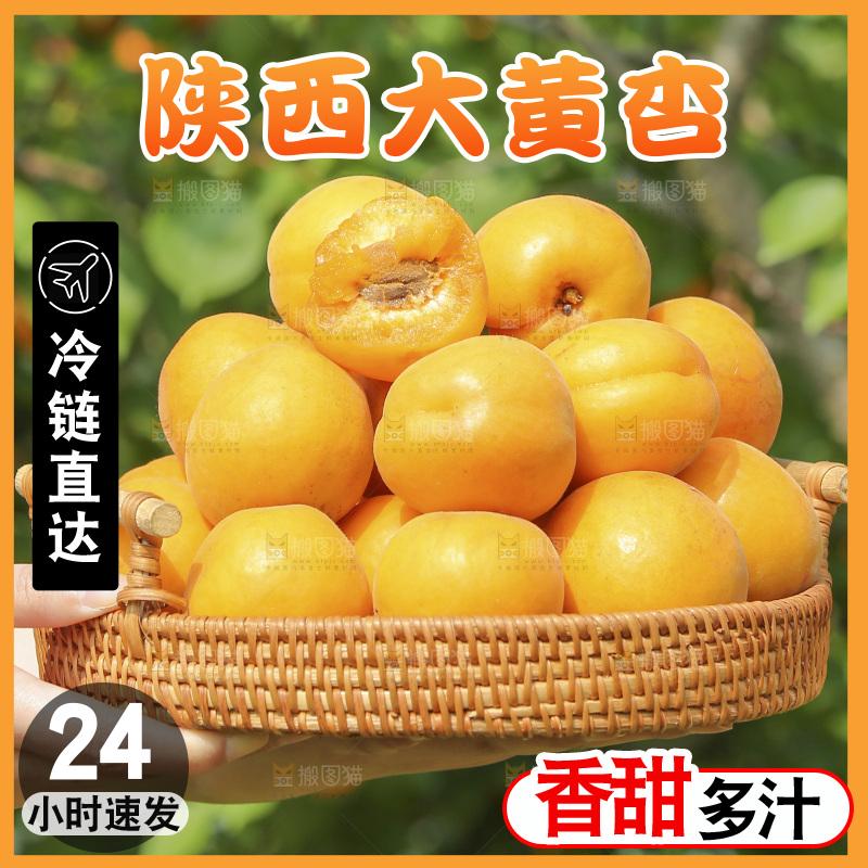 手里拿着大黄杏