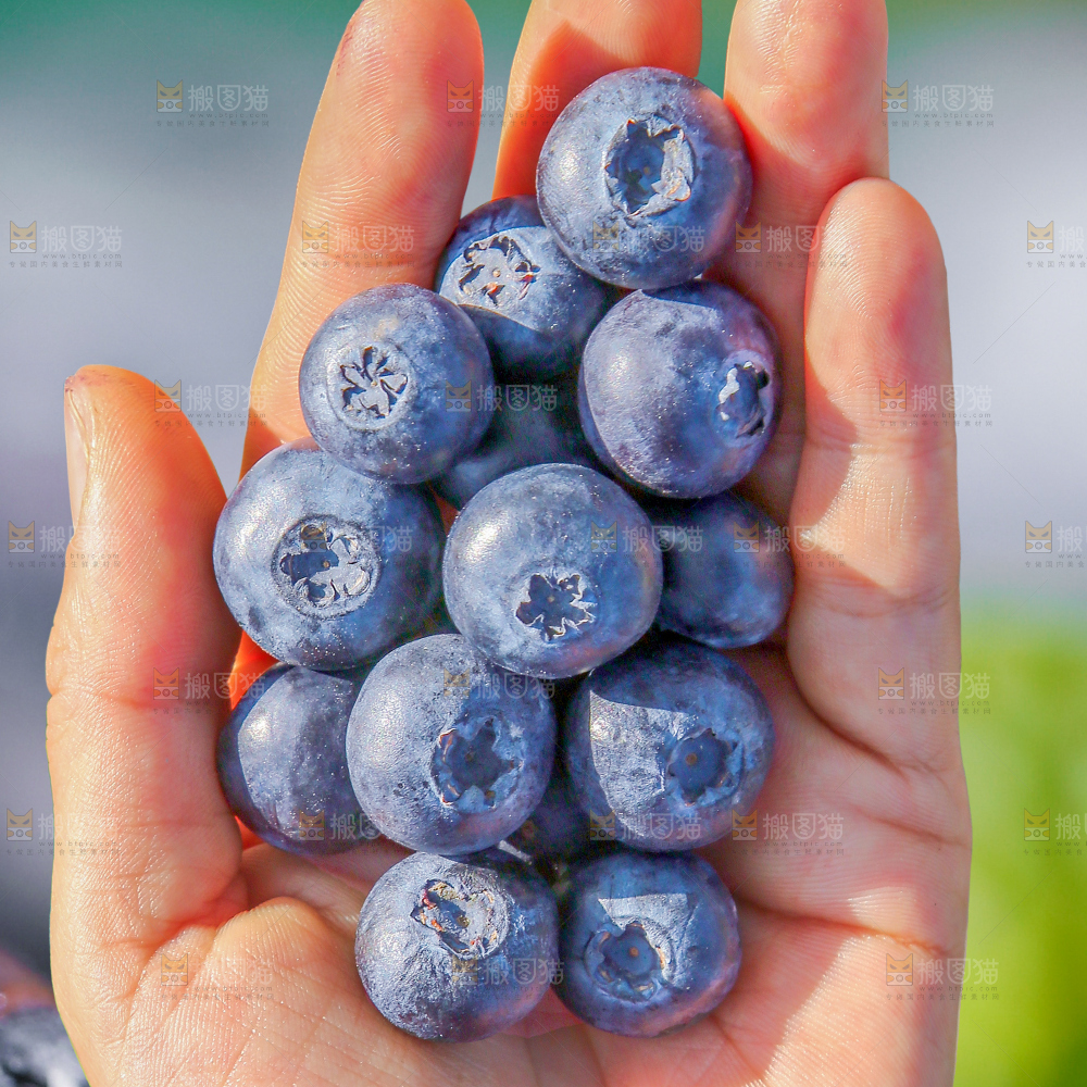 堆放着的新鲜蓝莓
