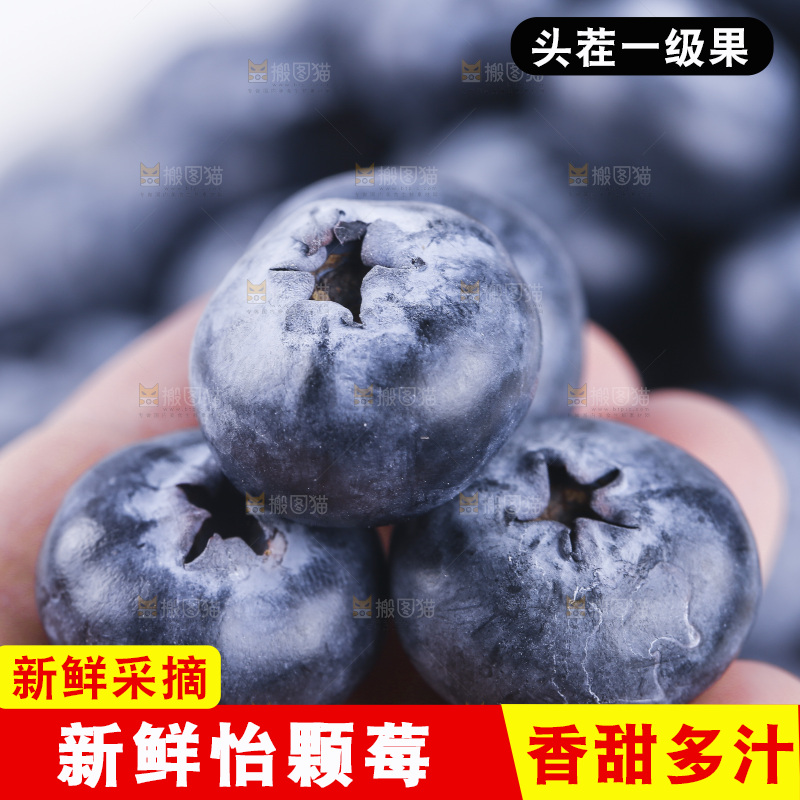 浅底上的怡颗梅
