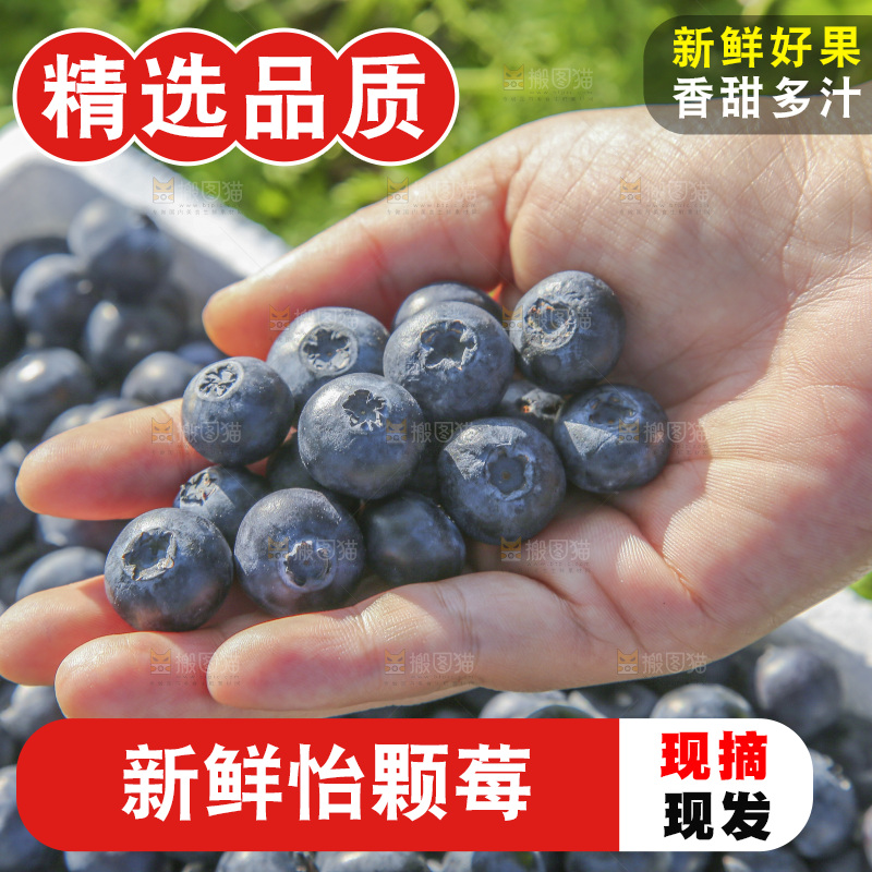 手里拿着新鲜蓝莓