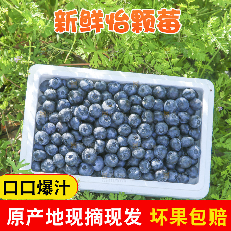 堆放着的新鲜蓝莓