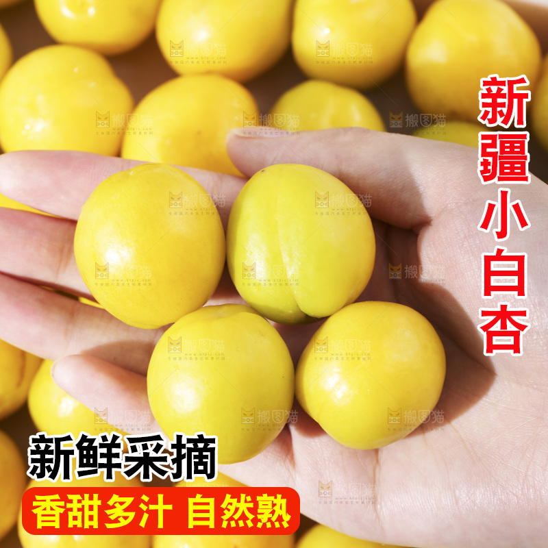 小白杏主图