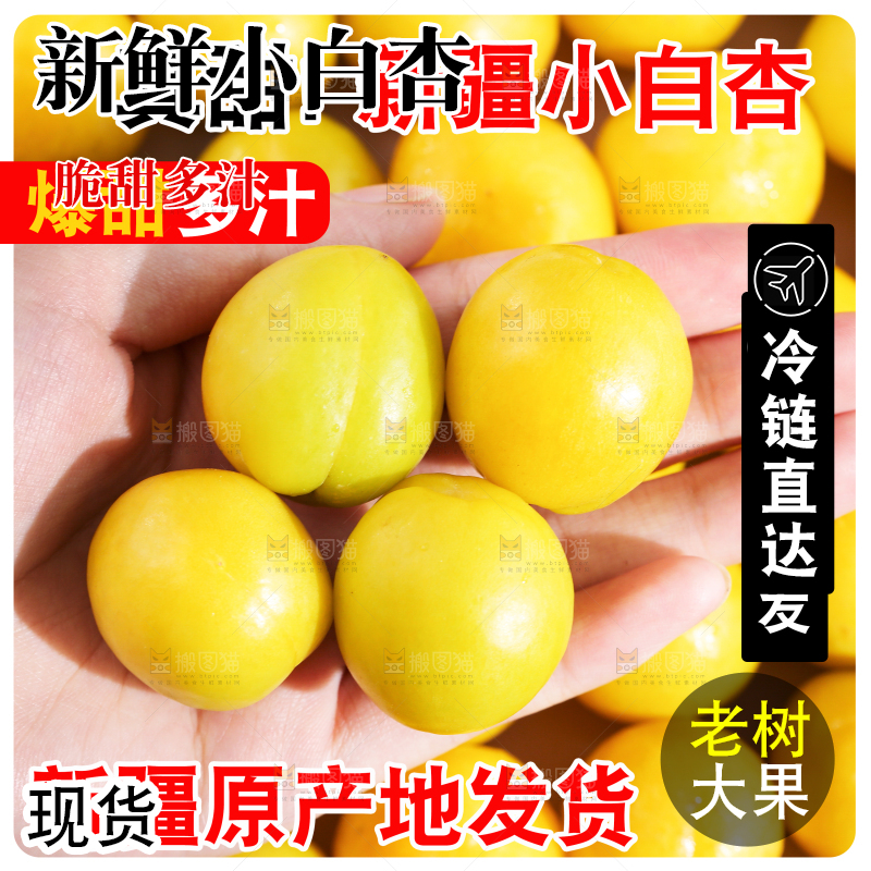 新疆小白杏主图