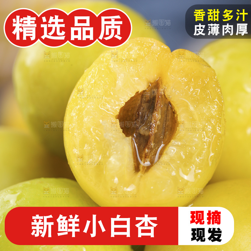 小白杏主图