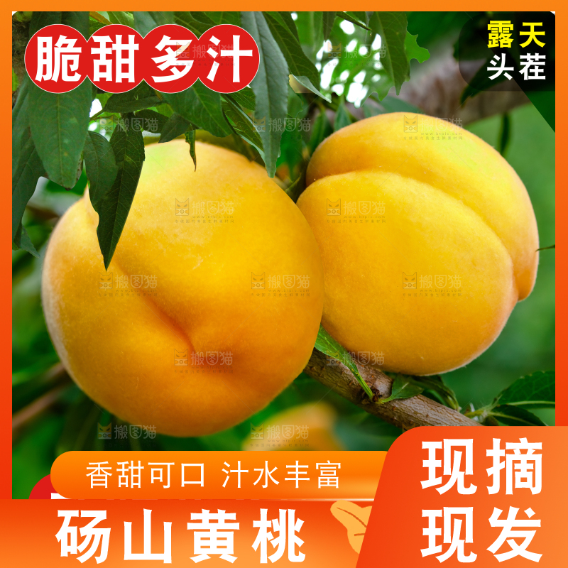 砀山黄桃主图
