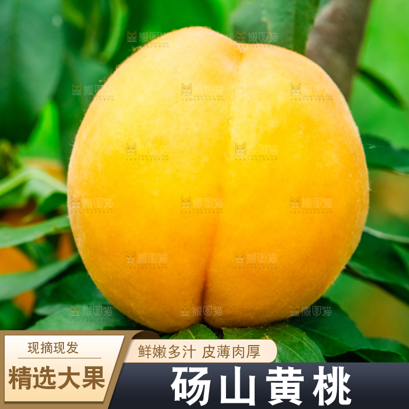 手里拿着砀山黄桃