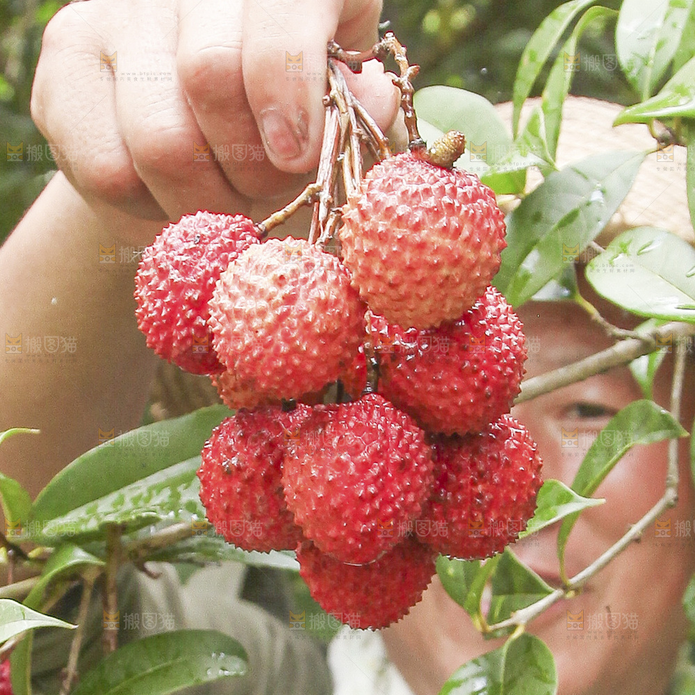 手里拿着桂味荔枝