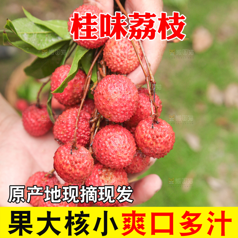 手里拿着桂味荔枝