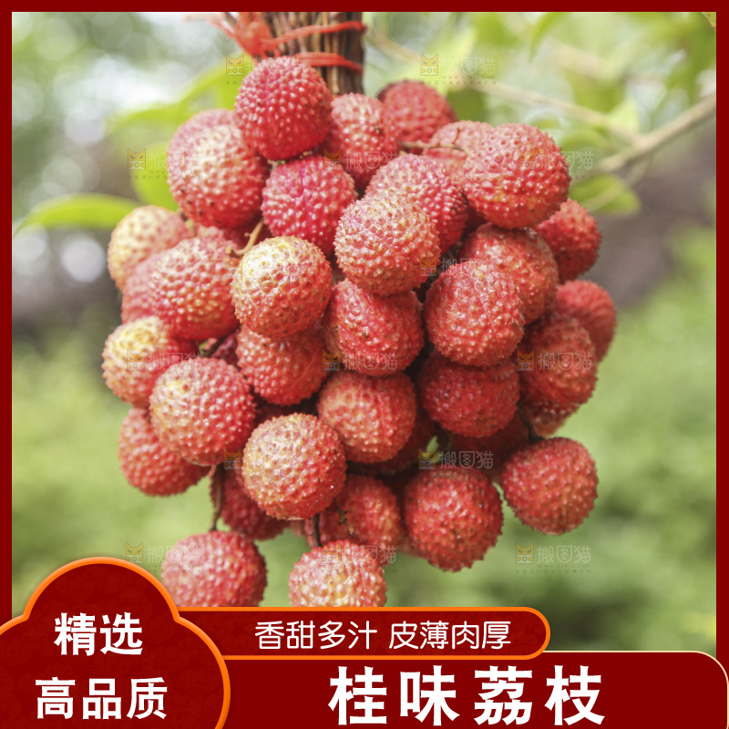 手里拿着一串桂味荔枝