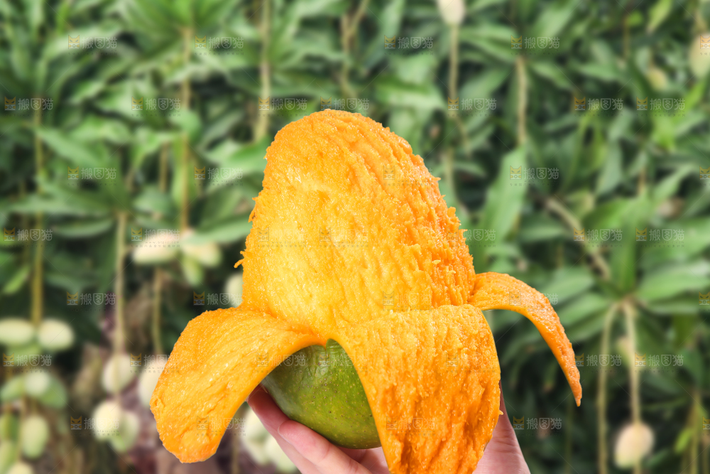 手里拿着凯特芒