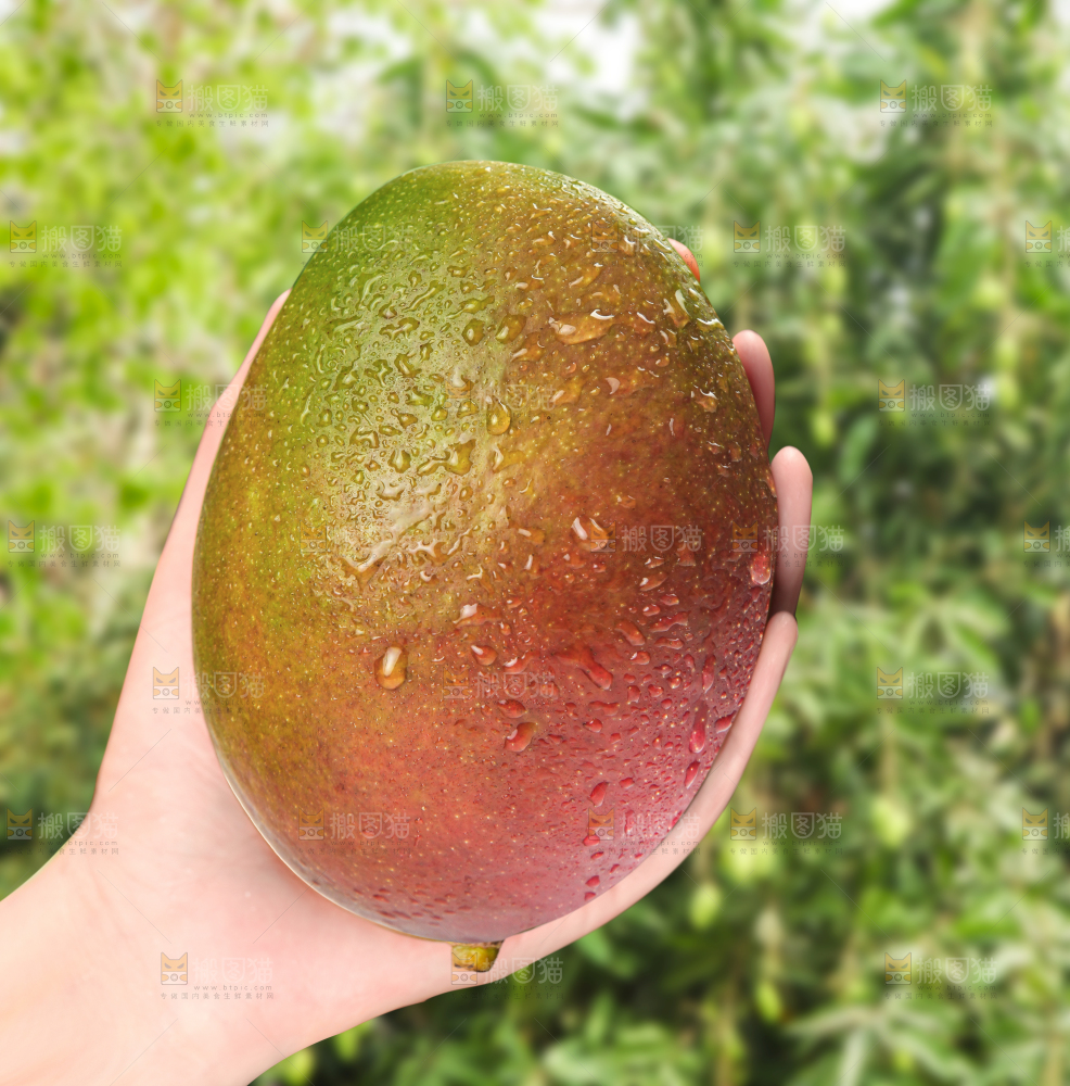 手里拿着凯特芒