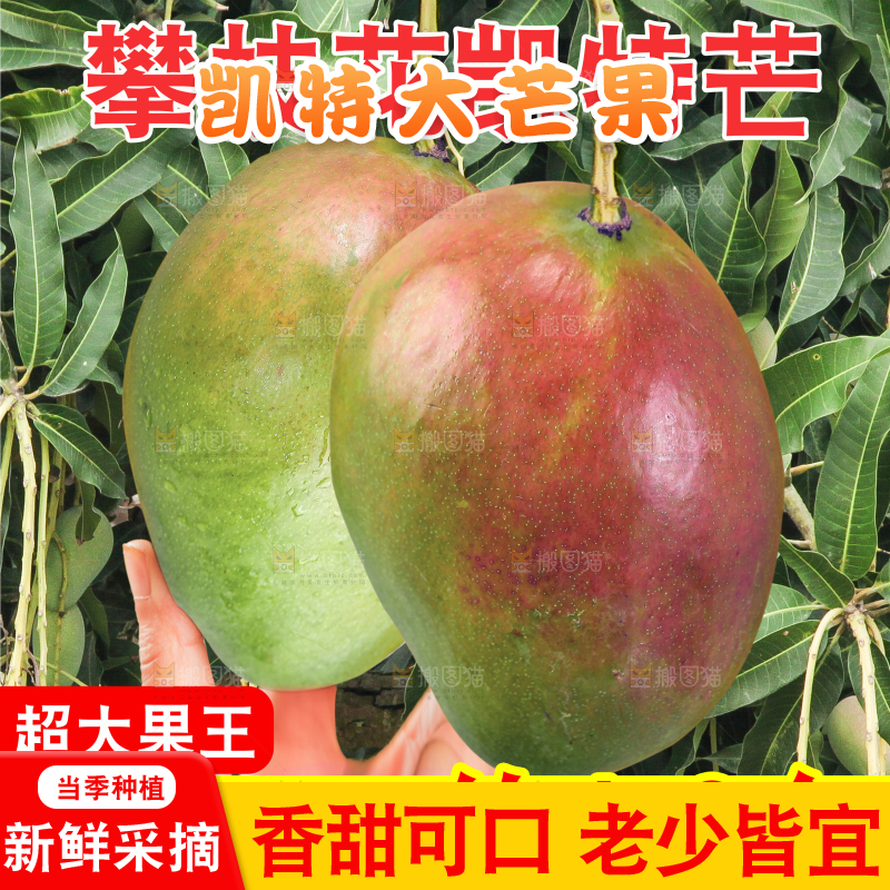凯特芒果主图