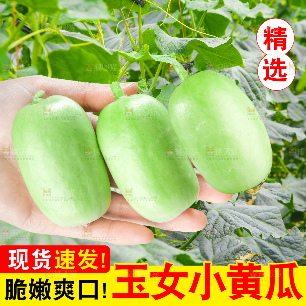 玉女小黄瓜主图