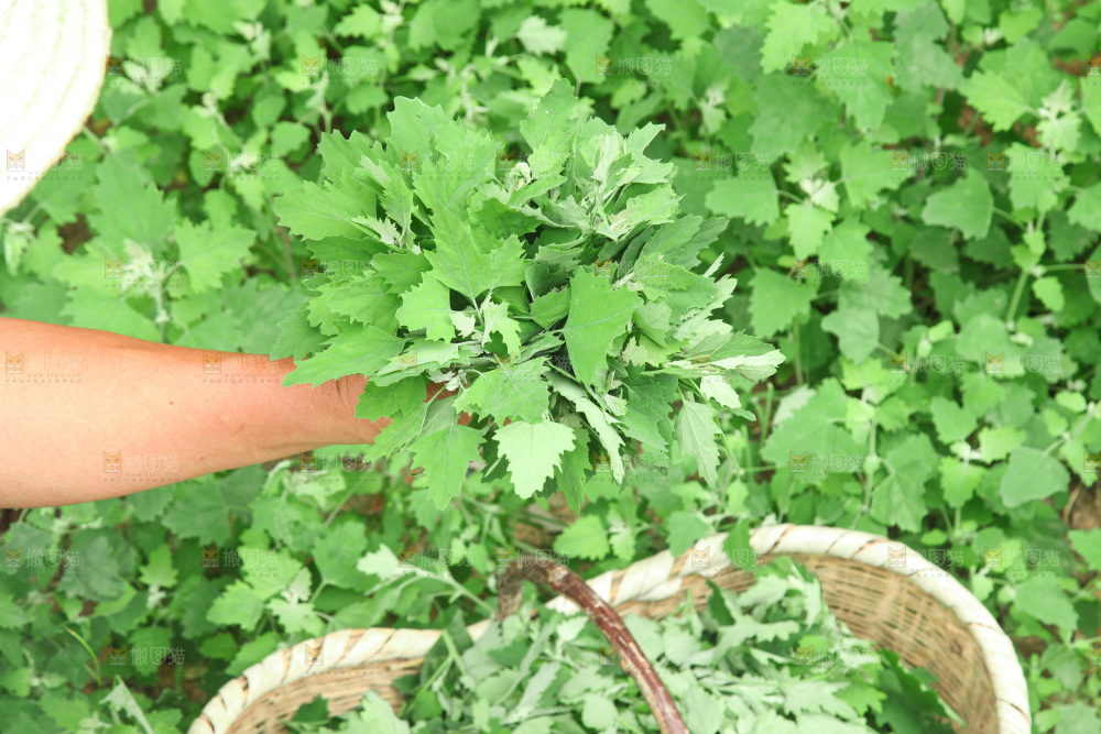 手里拿着新鲜灰灰菜