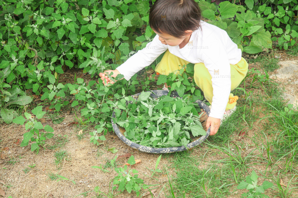 手里拿着新鲜灰灰菜