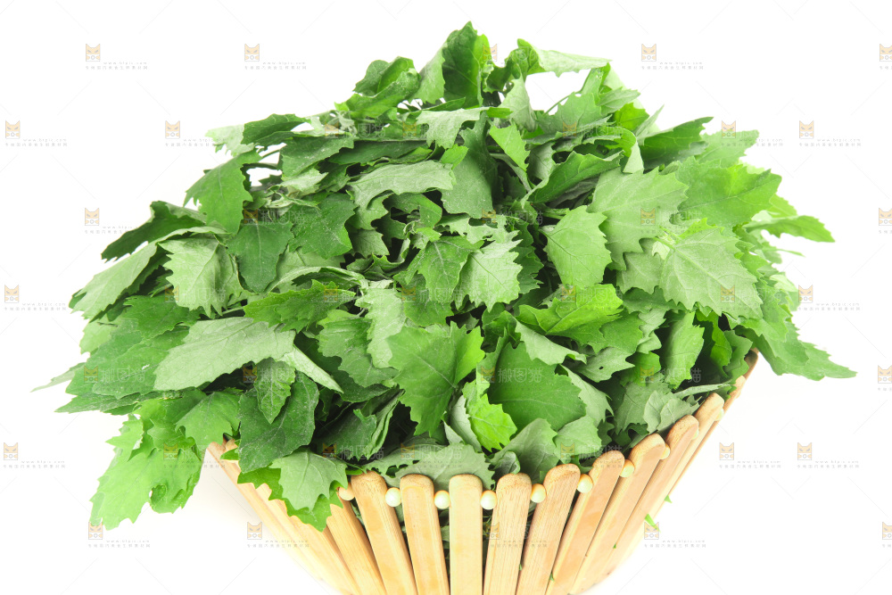白底上的灰灰菜
