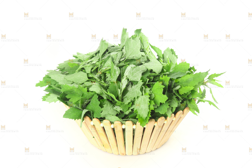 白底上的灰灰菜