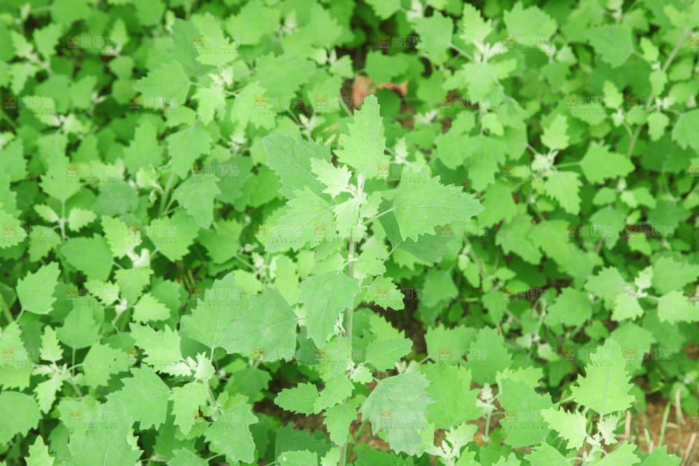 一大片灰灰菜