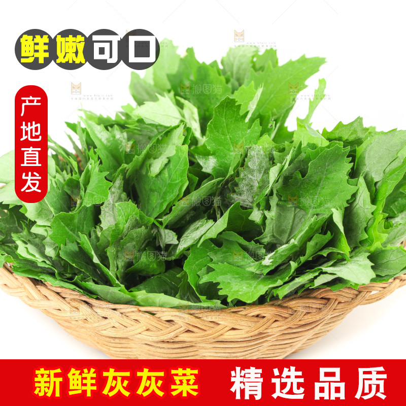 白底上的灰灰菜