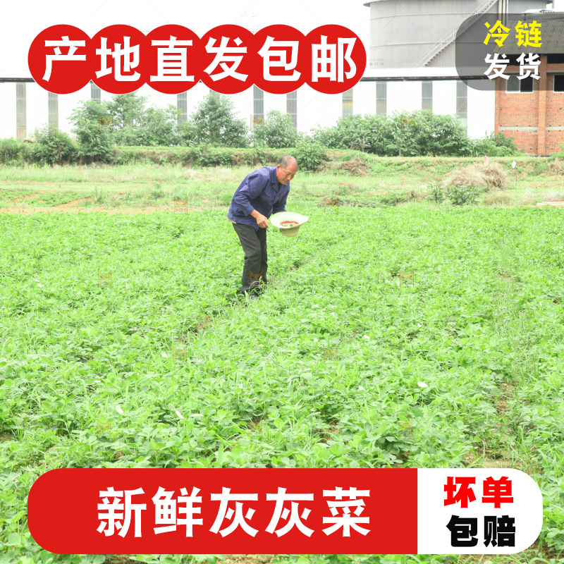 手里拿着新鲜灰灰菜