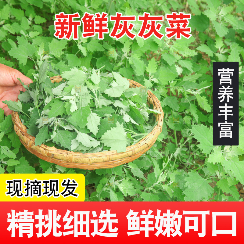 手里拿着新鲜灰灰菜