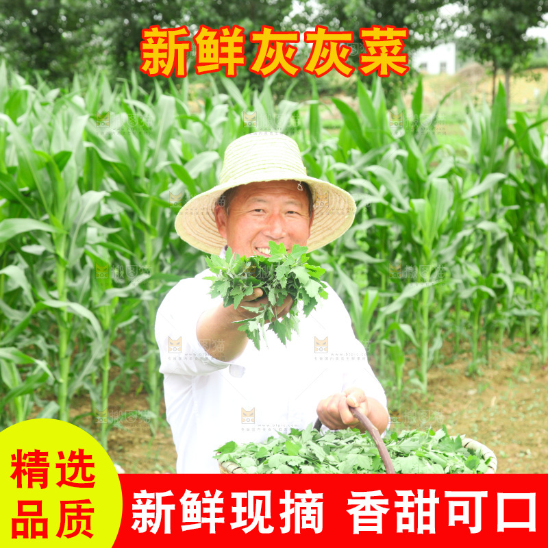 手里拿着新鲜灰灰菜