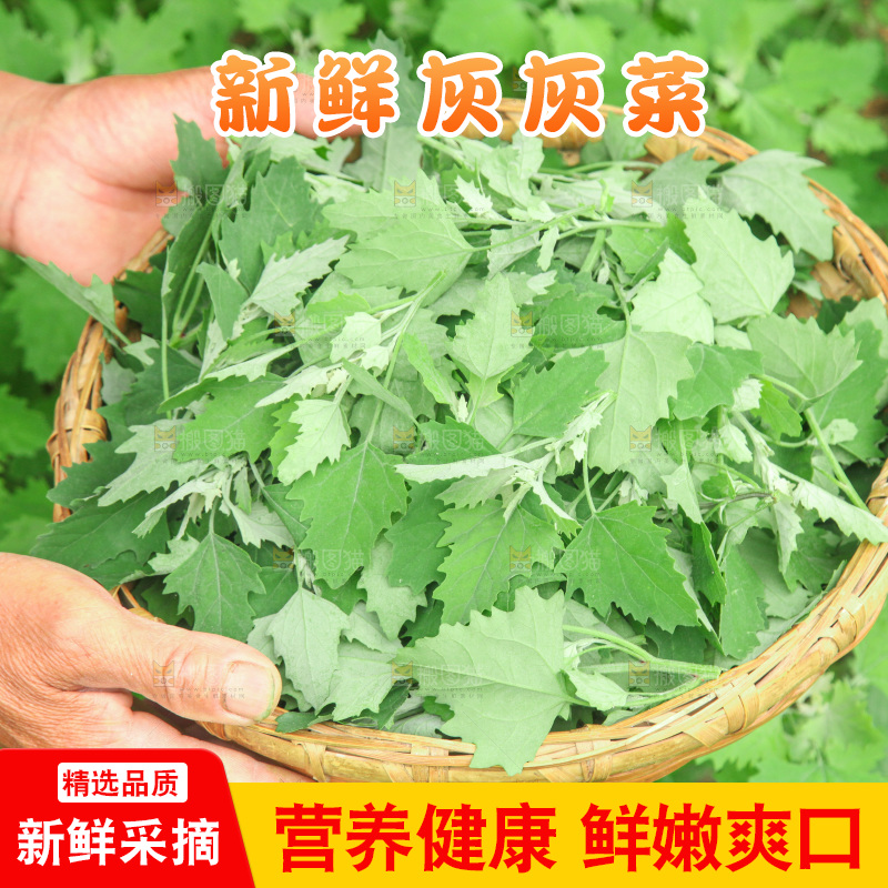 手里拿着新鲜灰灰菜