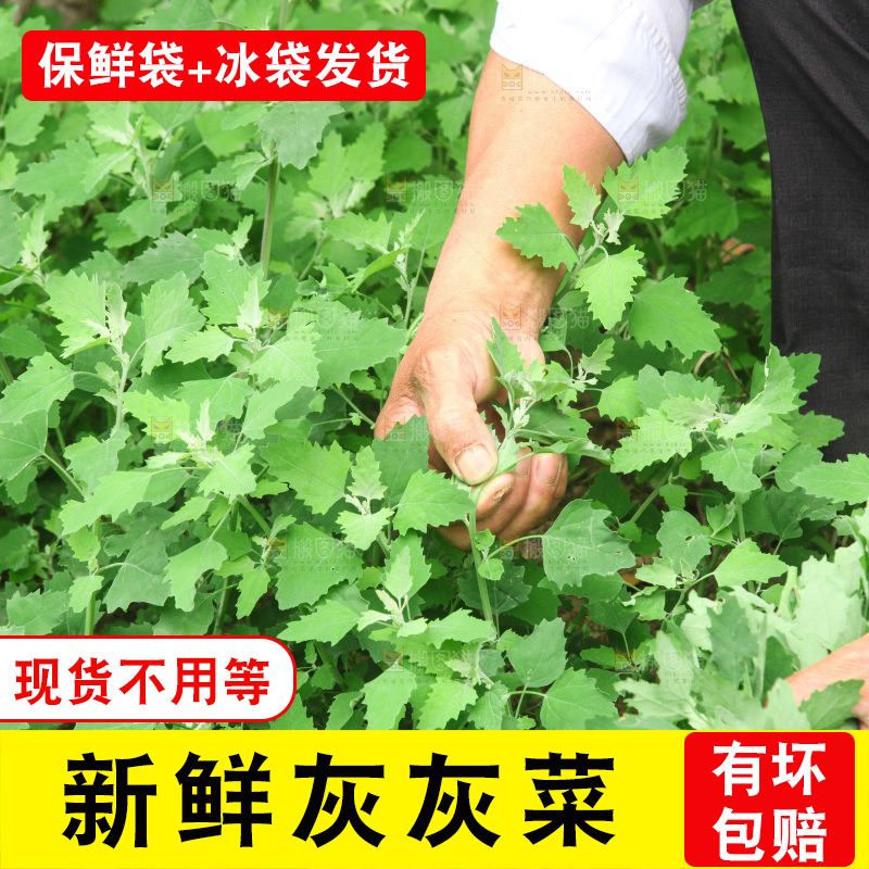手里拿着新鲜灰灰菜