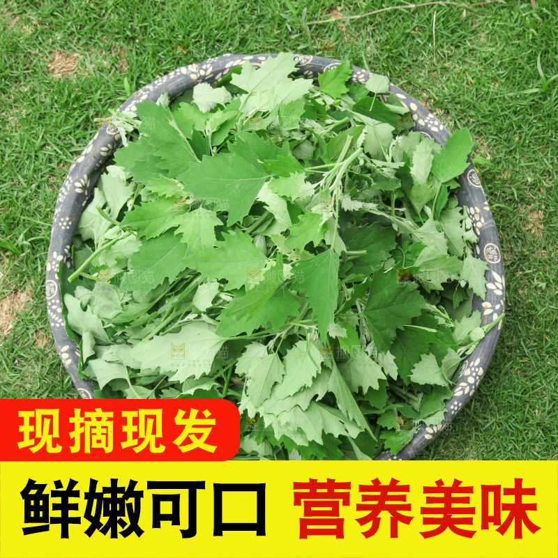 手里拿着新鲜灰灰菜