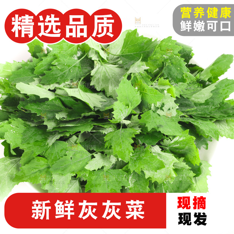 白底上的灰灰菜
