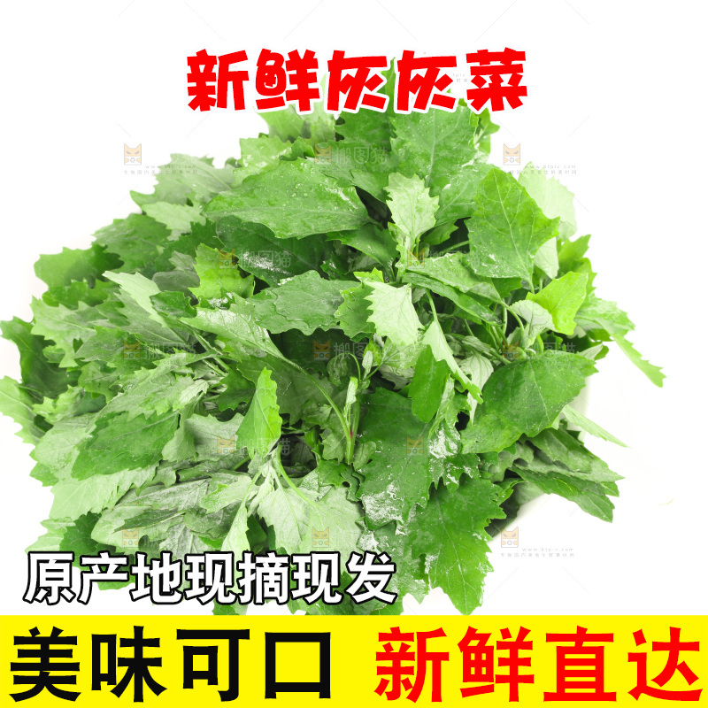 白底上的灰灰菜