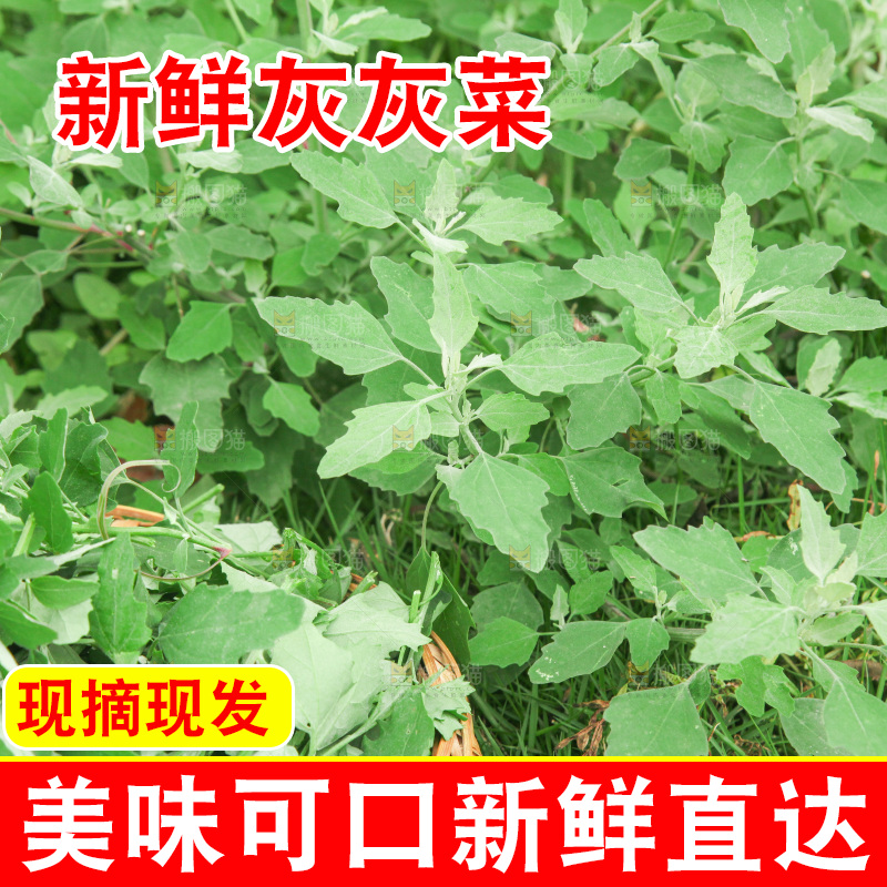 手里拿着新鲜灰灰菜