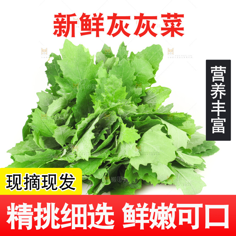 白底上的灰灰菜