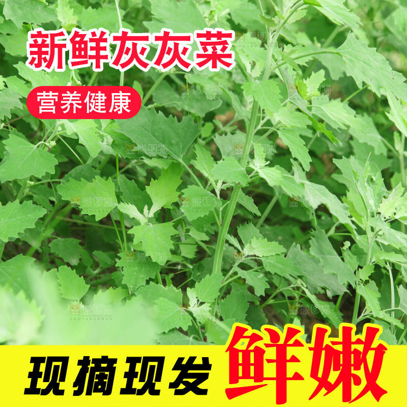 一大片灰灰菜