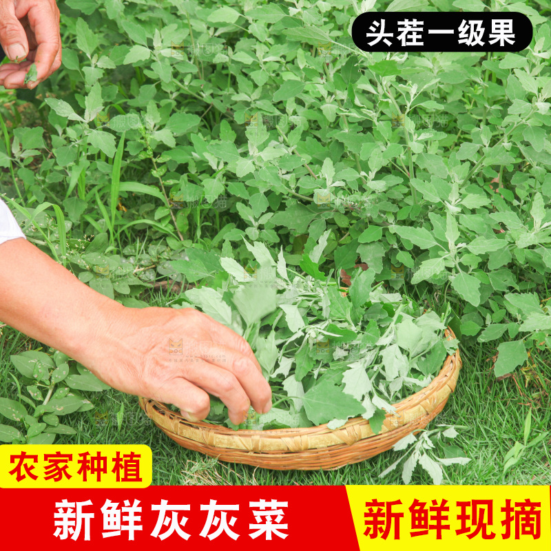 手里拿着新鲜灰灰菜